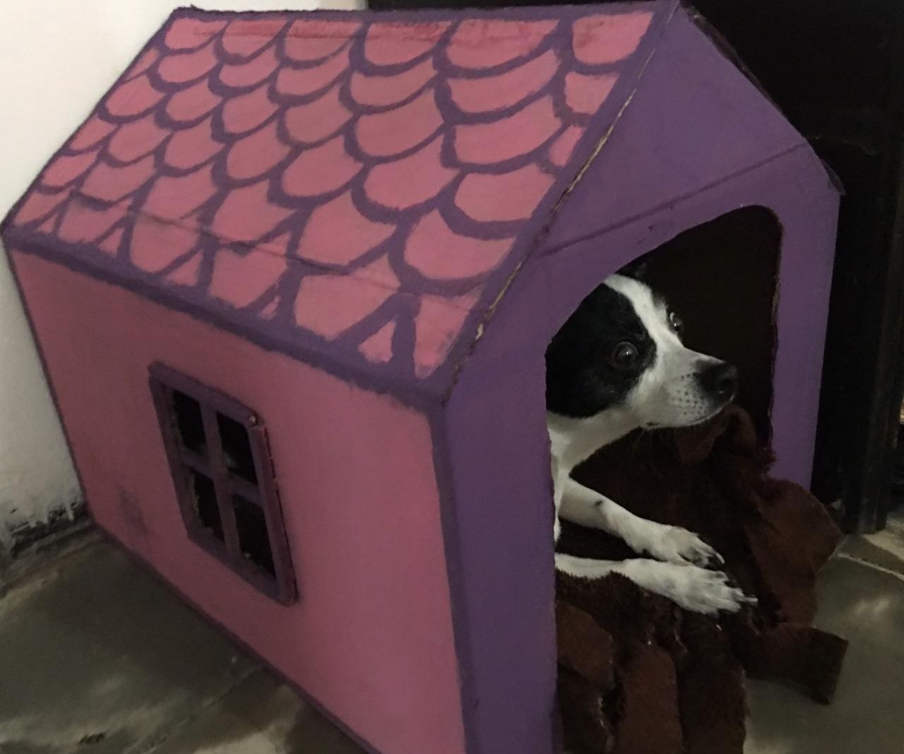 HIDEY HOUSE FOR FURRY FRIENDS!!!