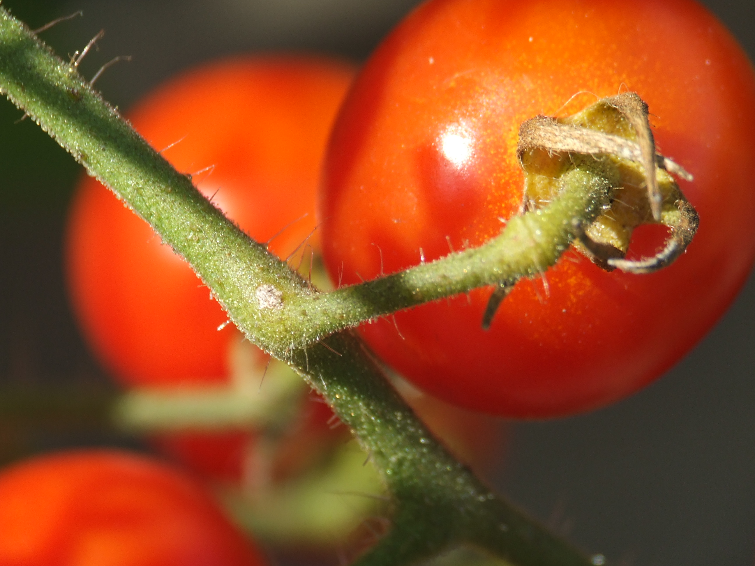 Pollinating Tomatoes