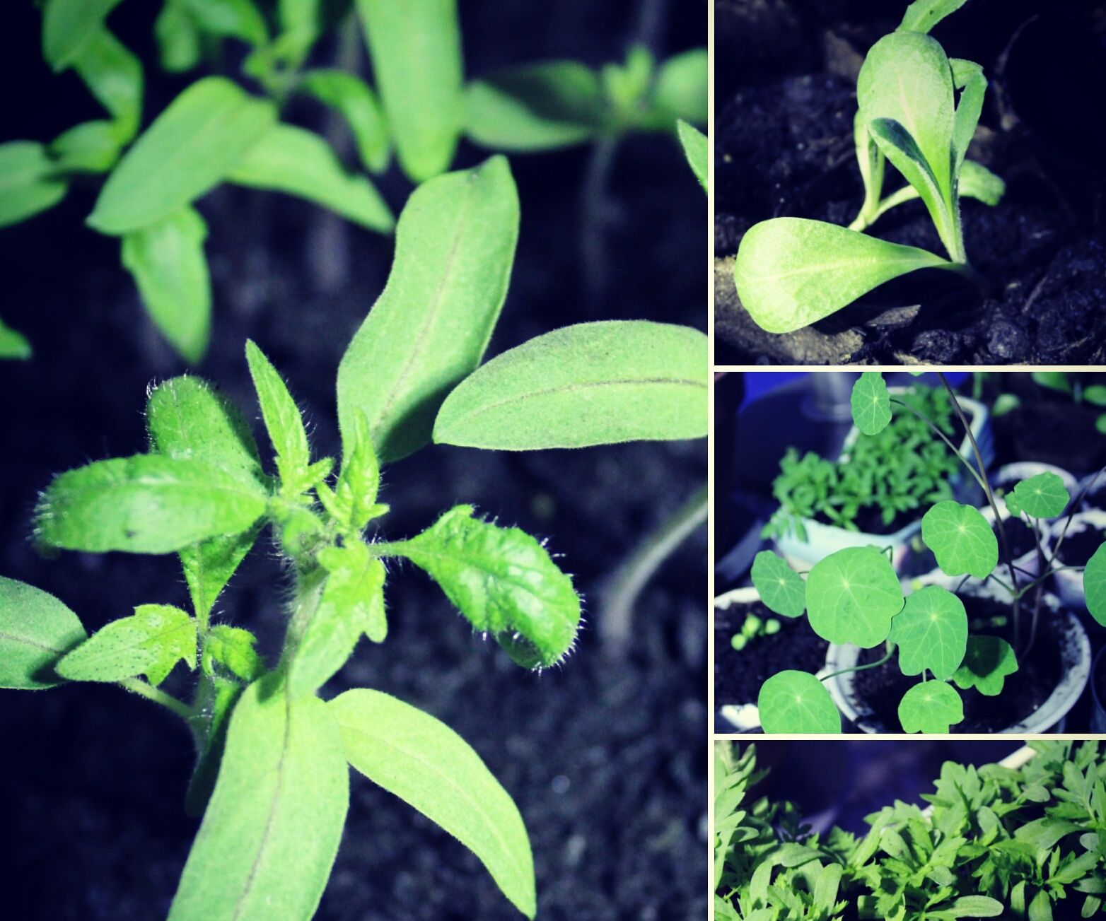 How to Start Your Garden Indoors