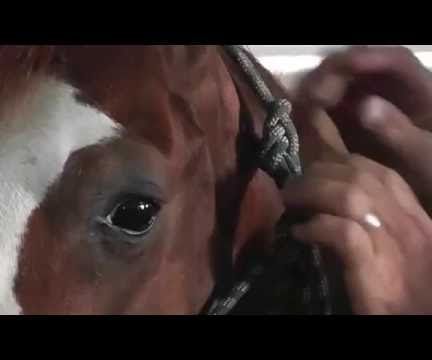 Fitting and Tying a Rope Horse Halter
