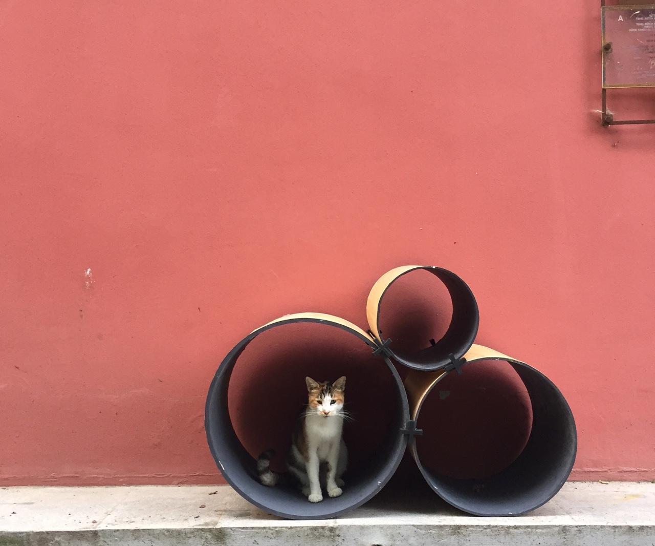 Zero Waste Furniture / Bookshelf to Cat House
