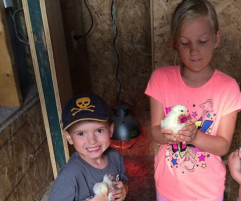 How to Hatch Chicken Eggs using Incubator - Procedures