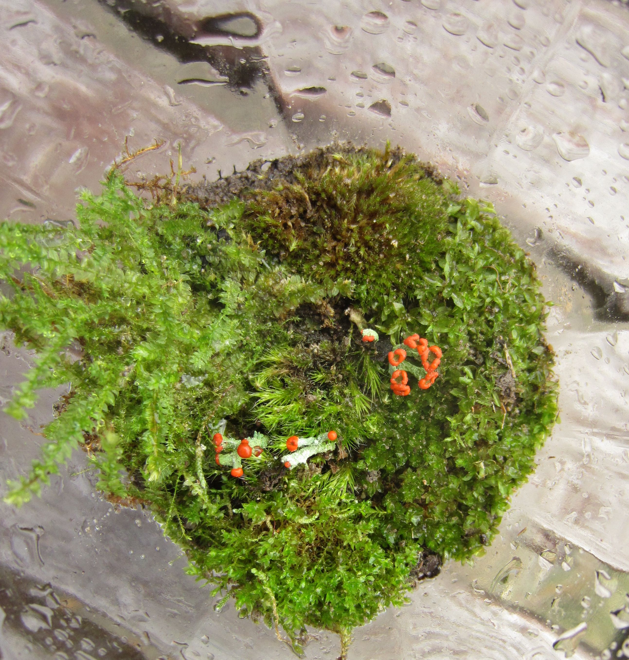 The Basics of Closed Jar Terrariums