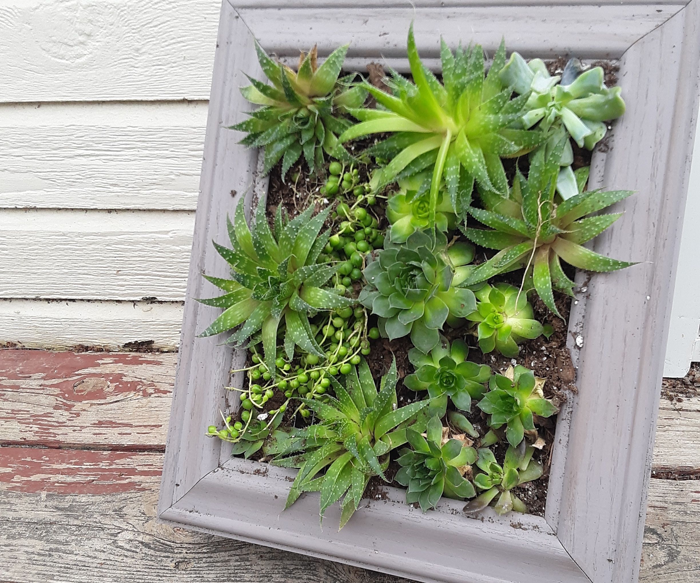 Living Picture Frame