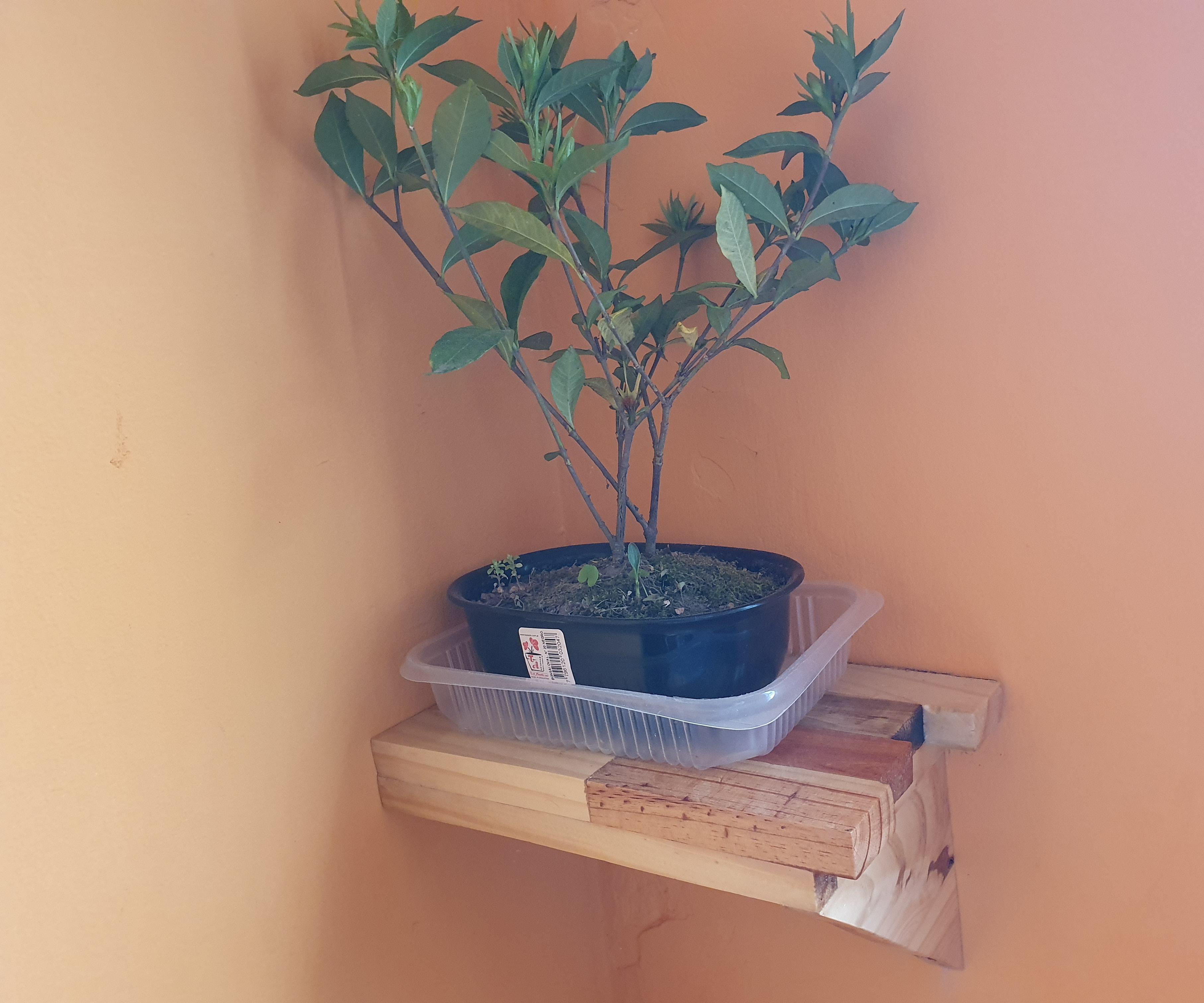 Un Árbol, Una Maceta Y Un Estante (A Tree, a Pot and a Shelf)