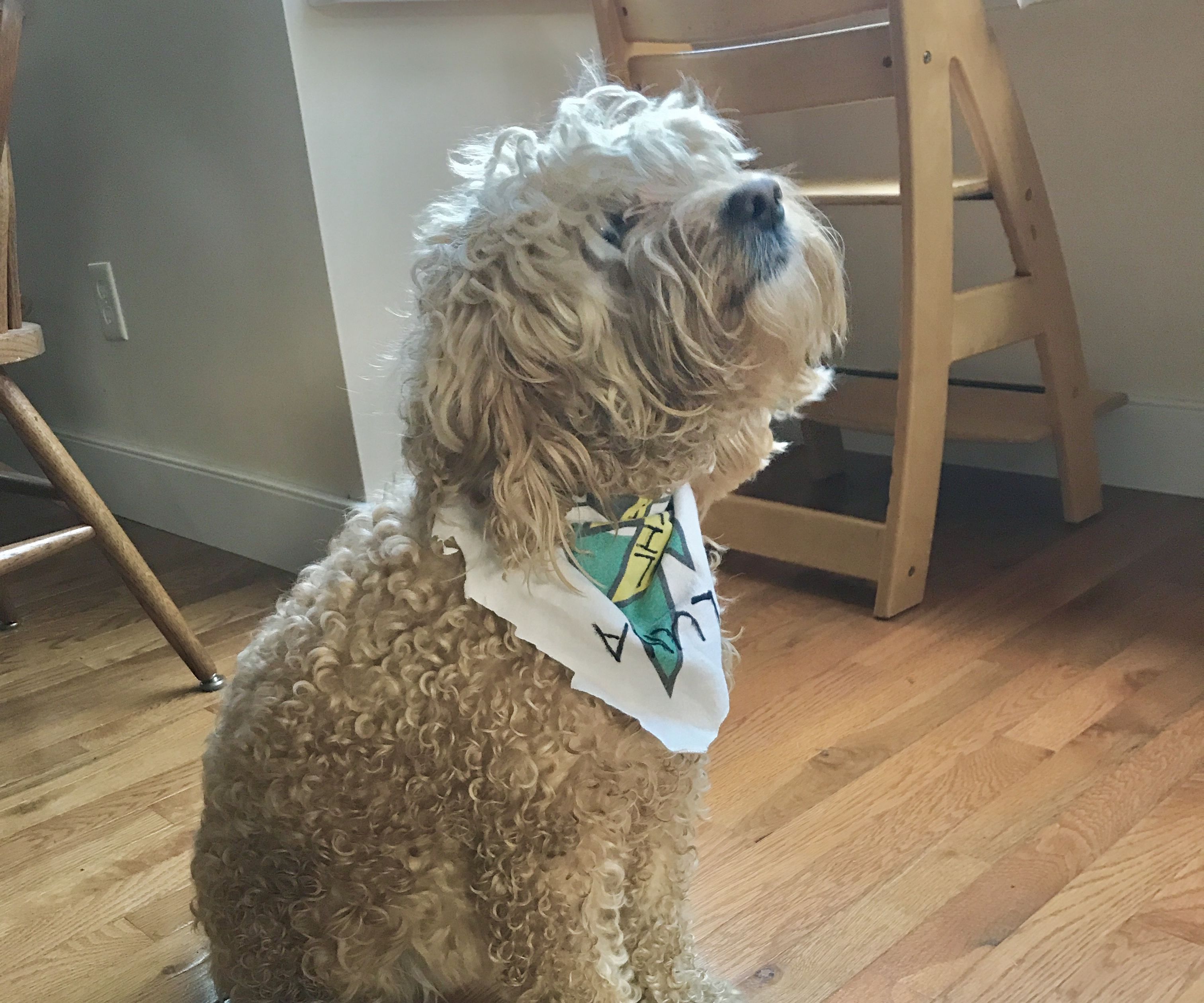 Cute Dog Bandana 
