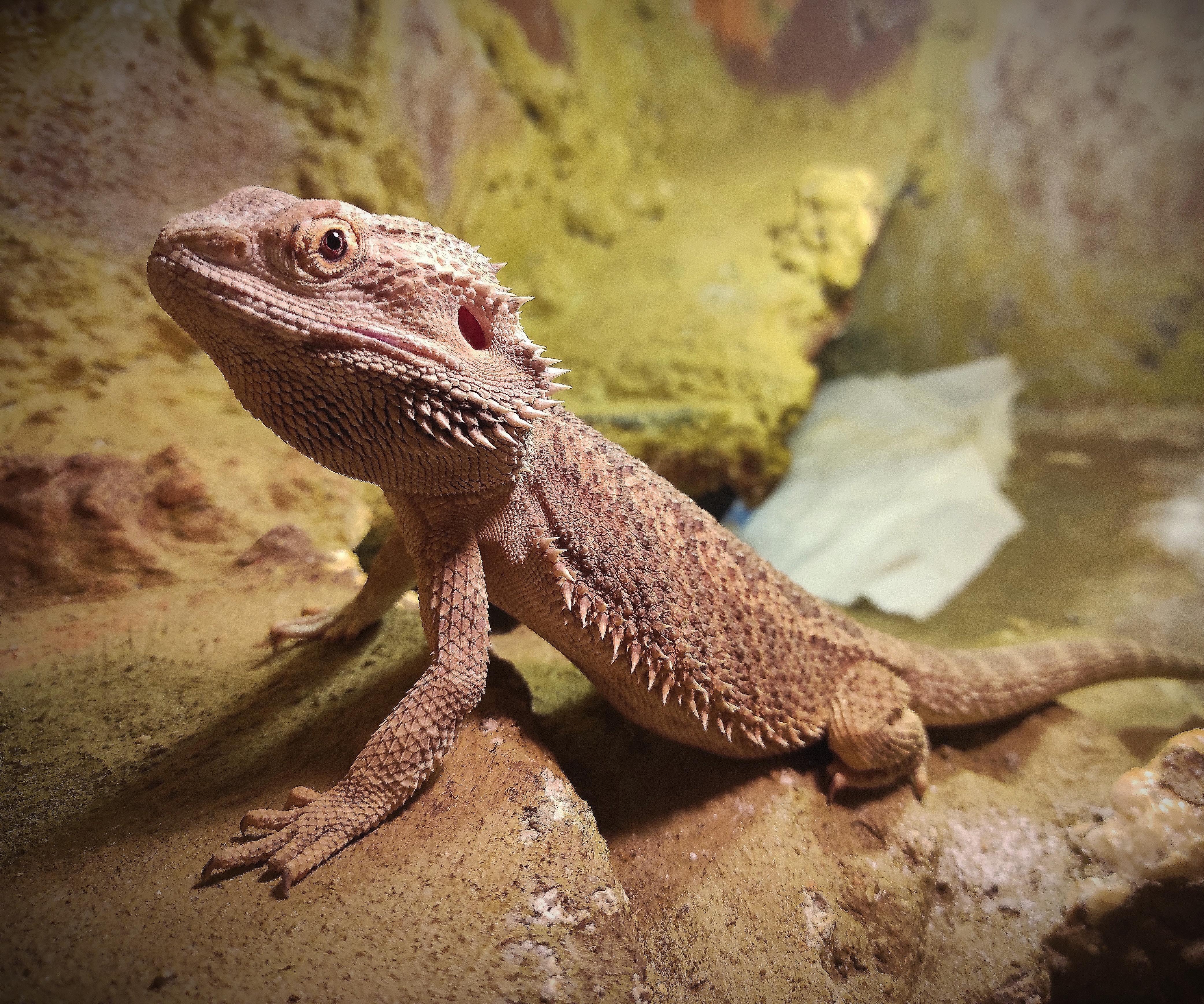 Event Classification Via Audio for Pogona Vitticeps in Terrarium