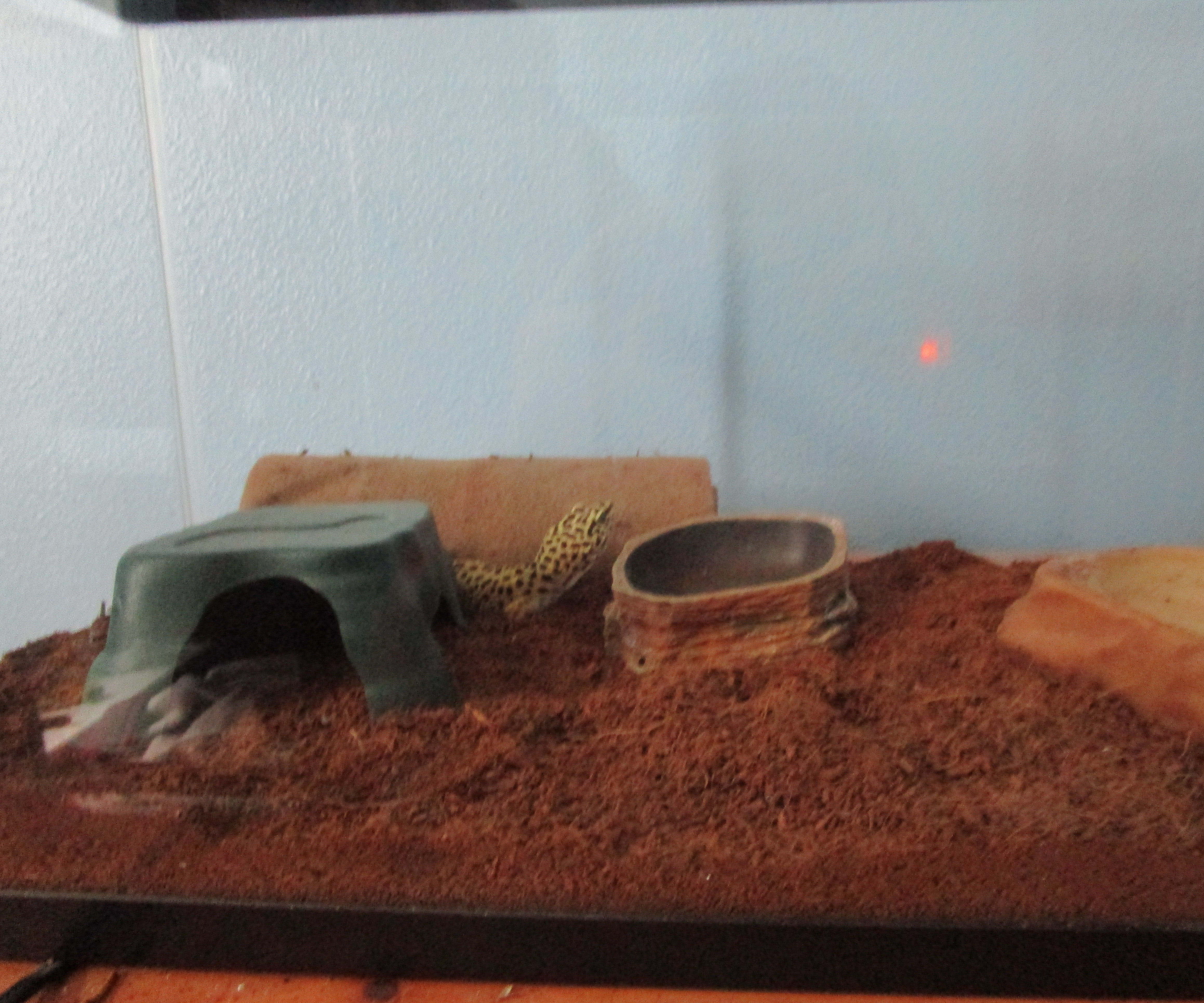 How to Change Reptile Bedding