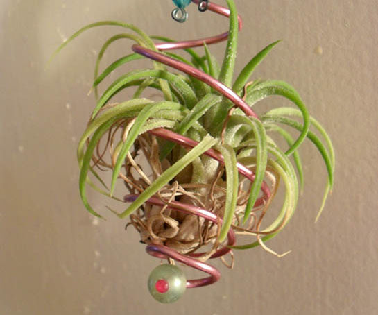 Easy, Elegant Air Plant Ornament