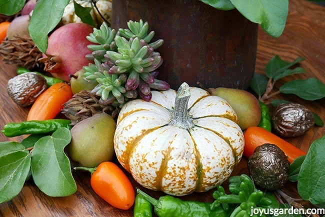 A-Pink-Jelly-Bean-Sedum-cutting-rest-on-top-of-an-orange-and-white-pumpkin-and-a-magnolia-cone-Orange-peppers-green-peppers-small-pears-and-gilded-walnuts-re-also-in-the-display.jpg