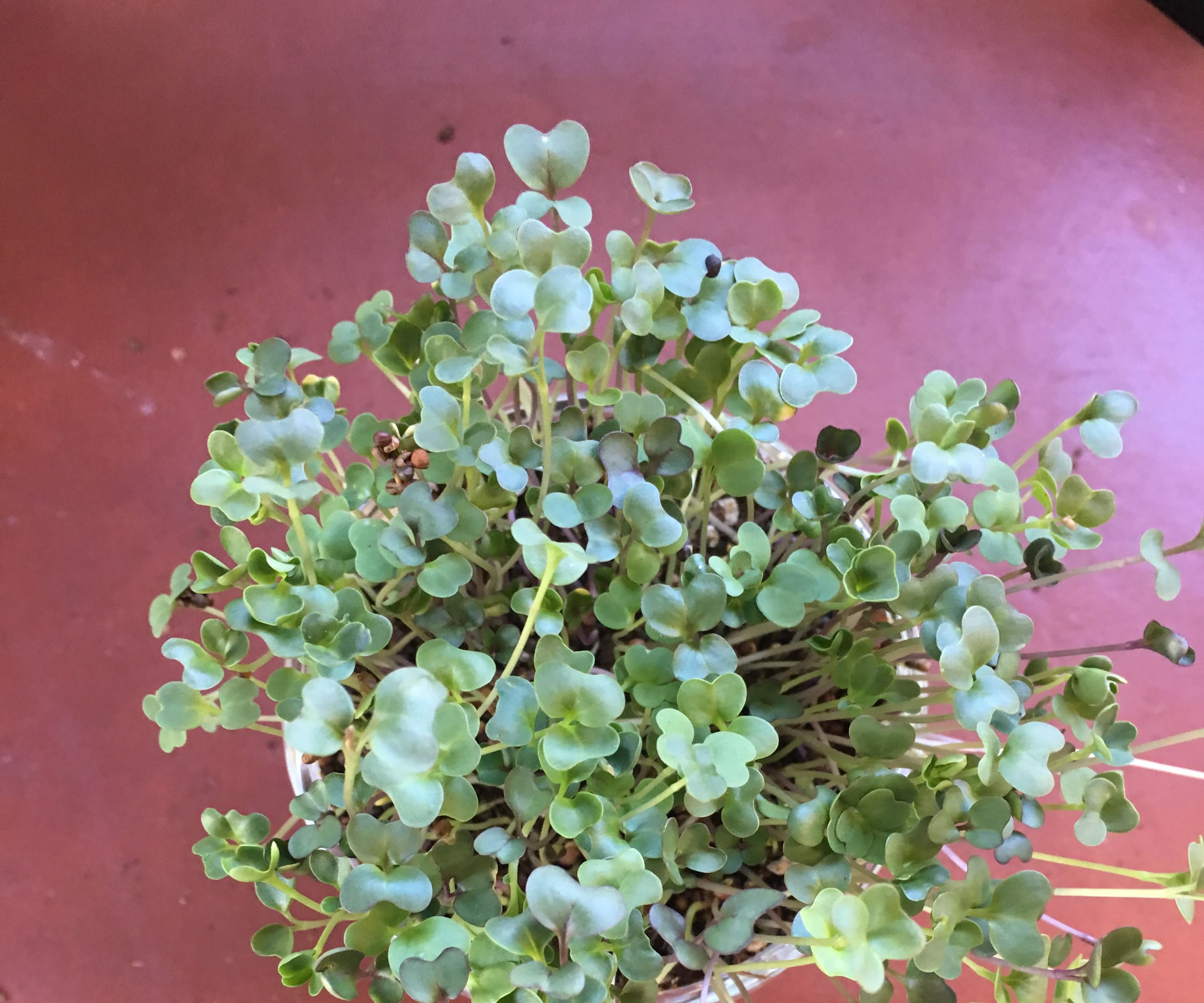 Cup of Microgreens
