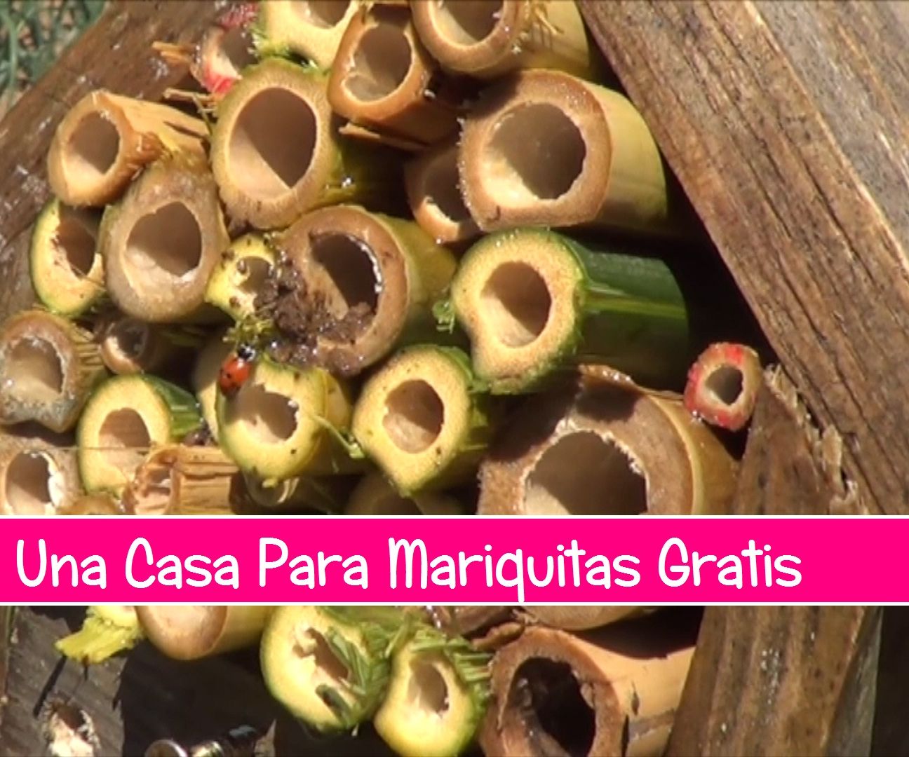 Como Hacer Una Casa De Mariquitas Gratis
