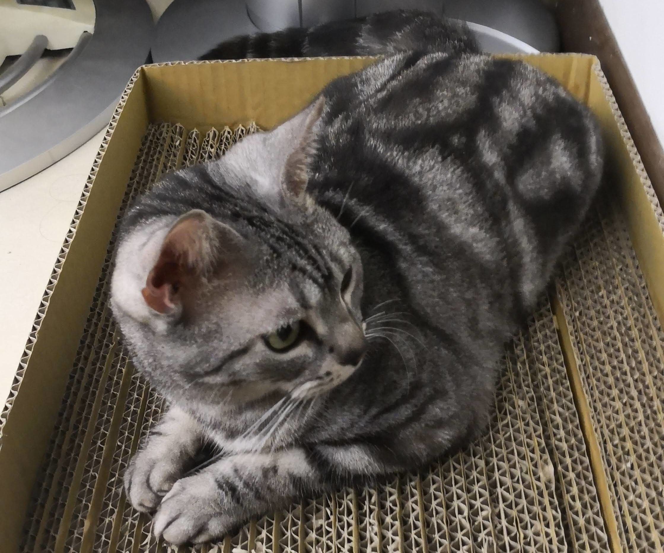 Cat Scratching Pad