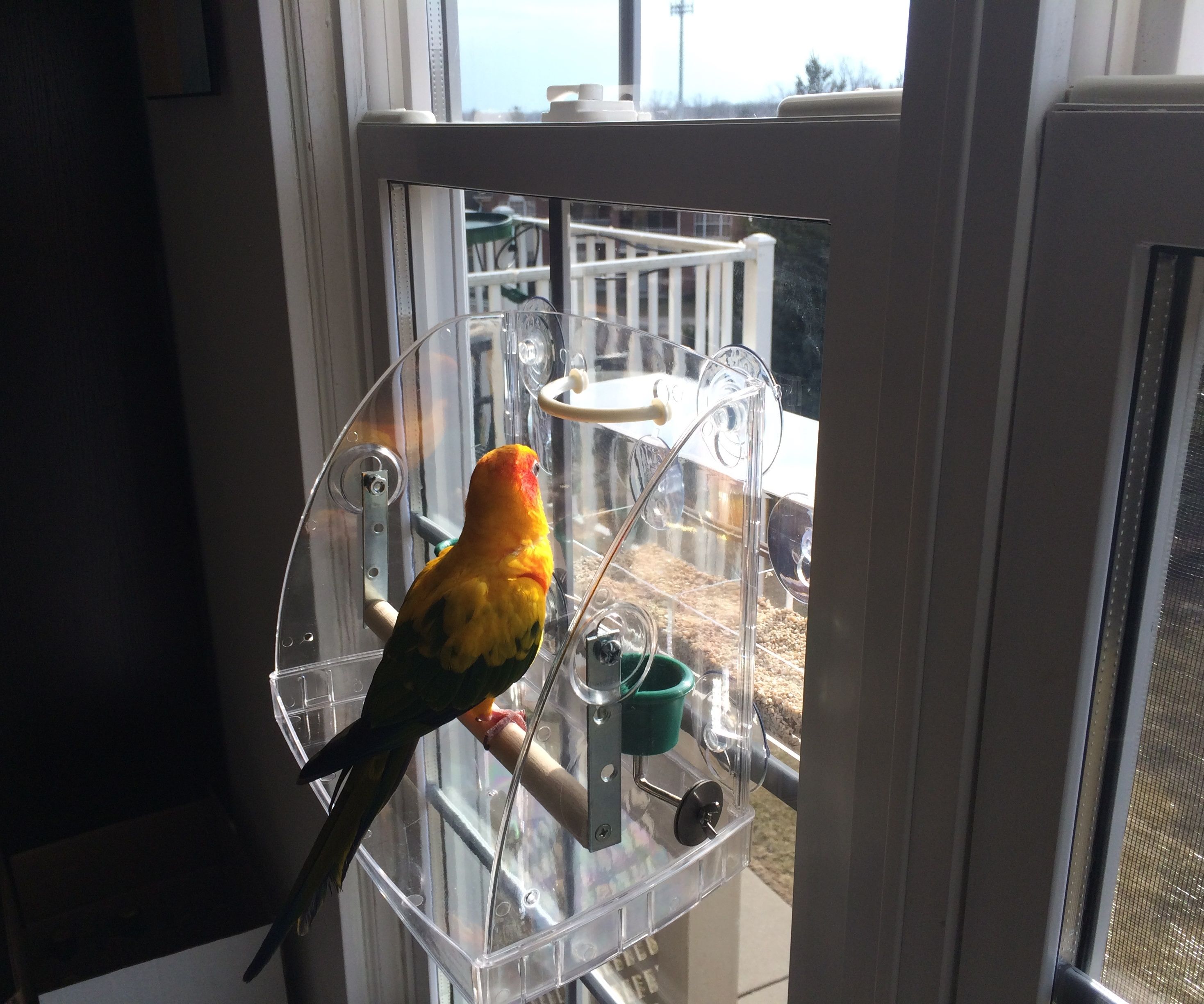 Bird Window Play Center Perch Modification for Larger Bird