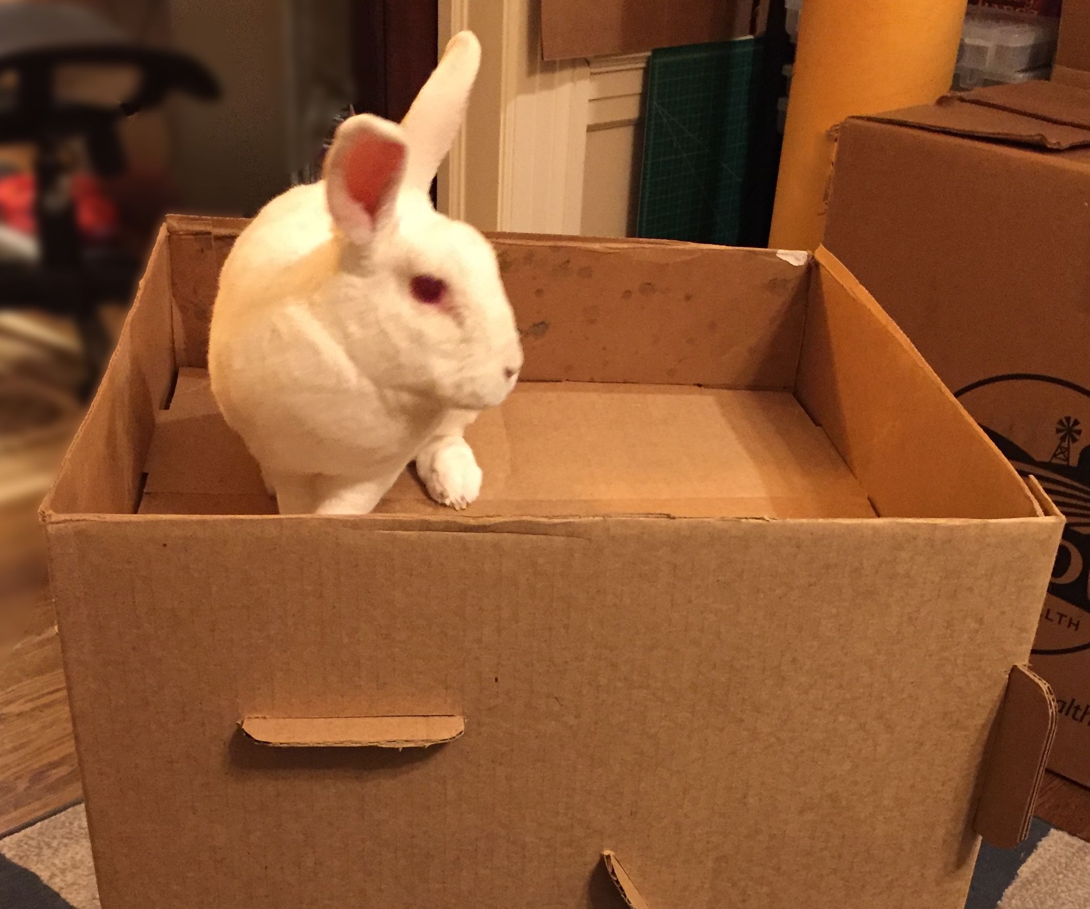 Rabbit Cottage from a Hay Box