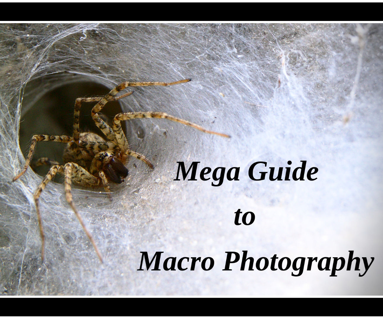 Mega Guide to Macro Photography