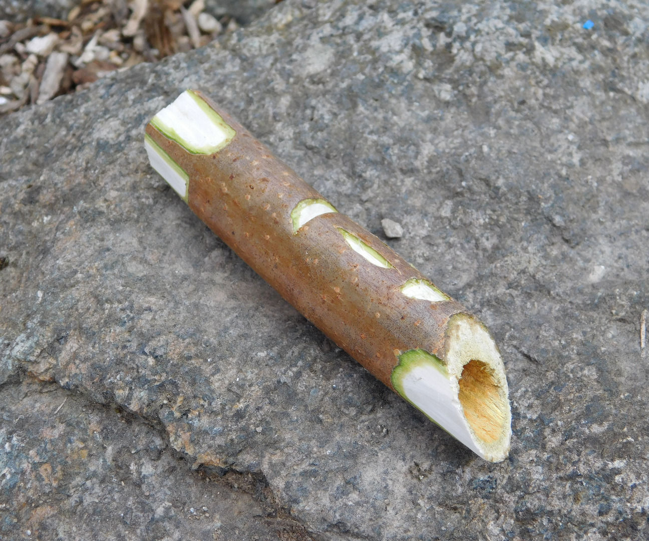 How to make a Spile(for collecting sap)