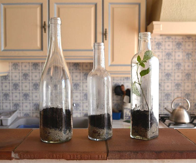 Plants in Bottles