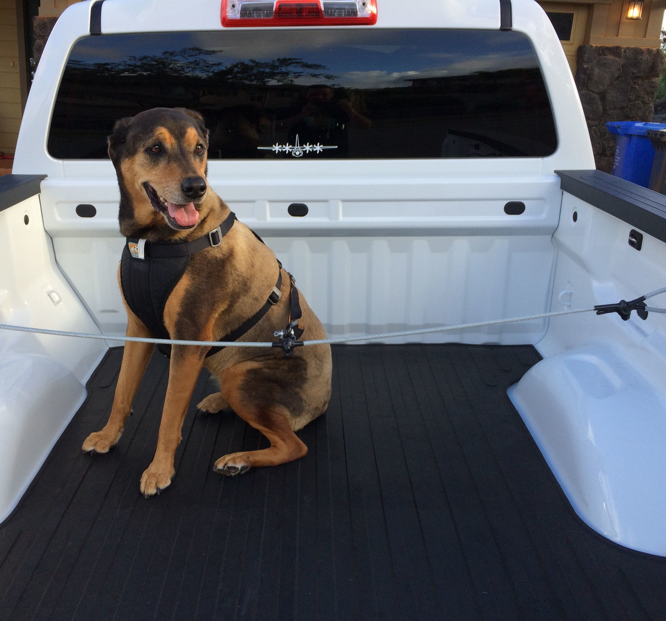 Safety harness for dog to ride in pickup truck bed