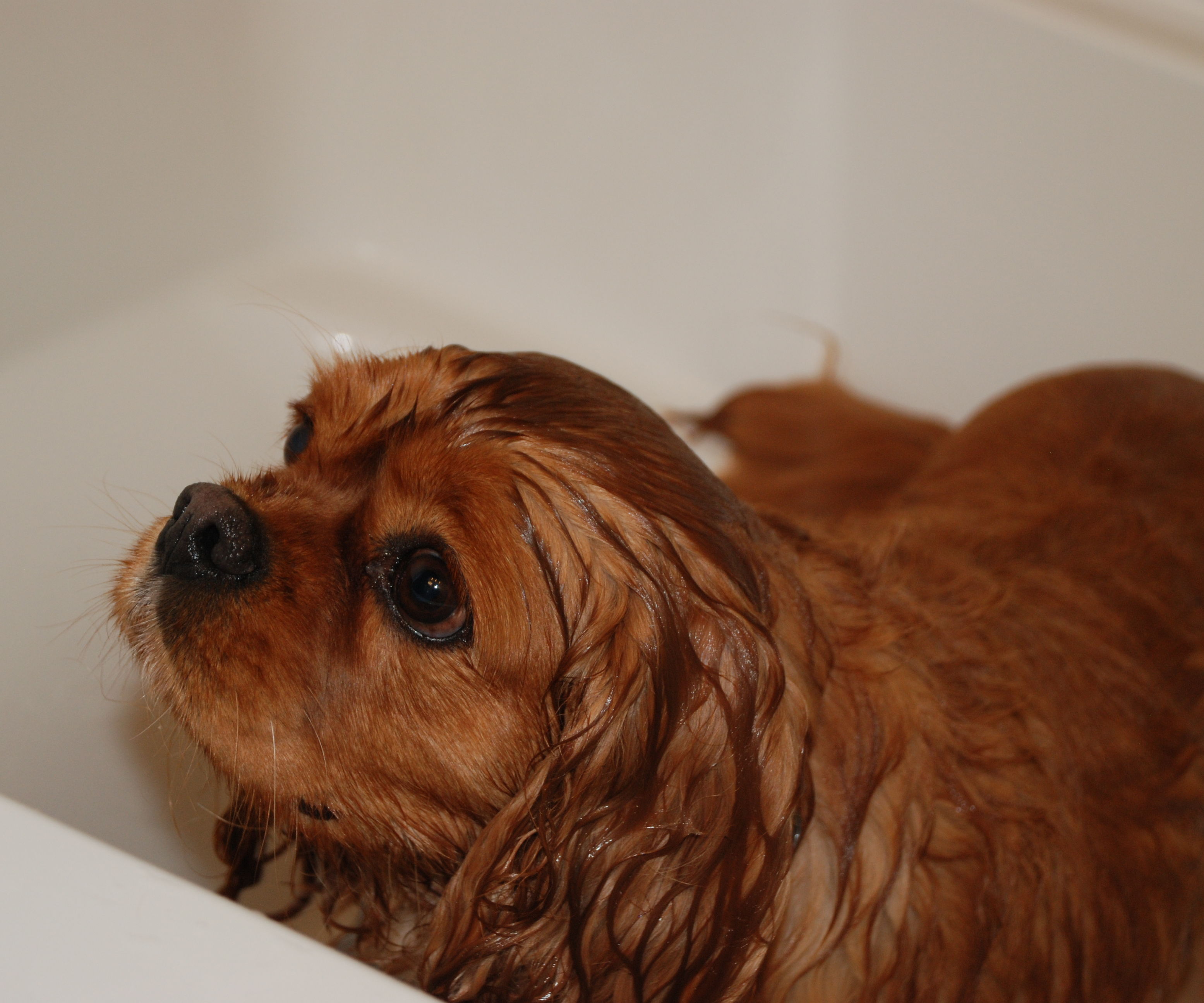 Wash and Groom Any Dog Who Loves the Outdoors