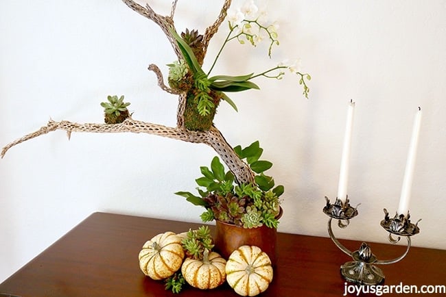 1-white-phalaenopsis-orchid-and-small-succulents-are-placed-on-a-cholla-branch-White-and-orange-pumpkins-and-succulents-cuttings-are-at-the-base-Fall-table-decoration.jpg