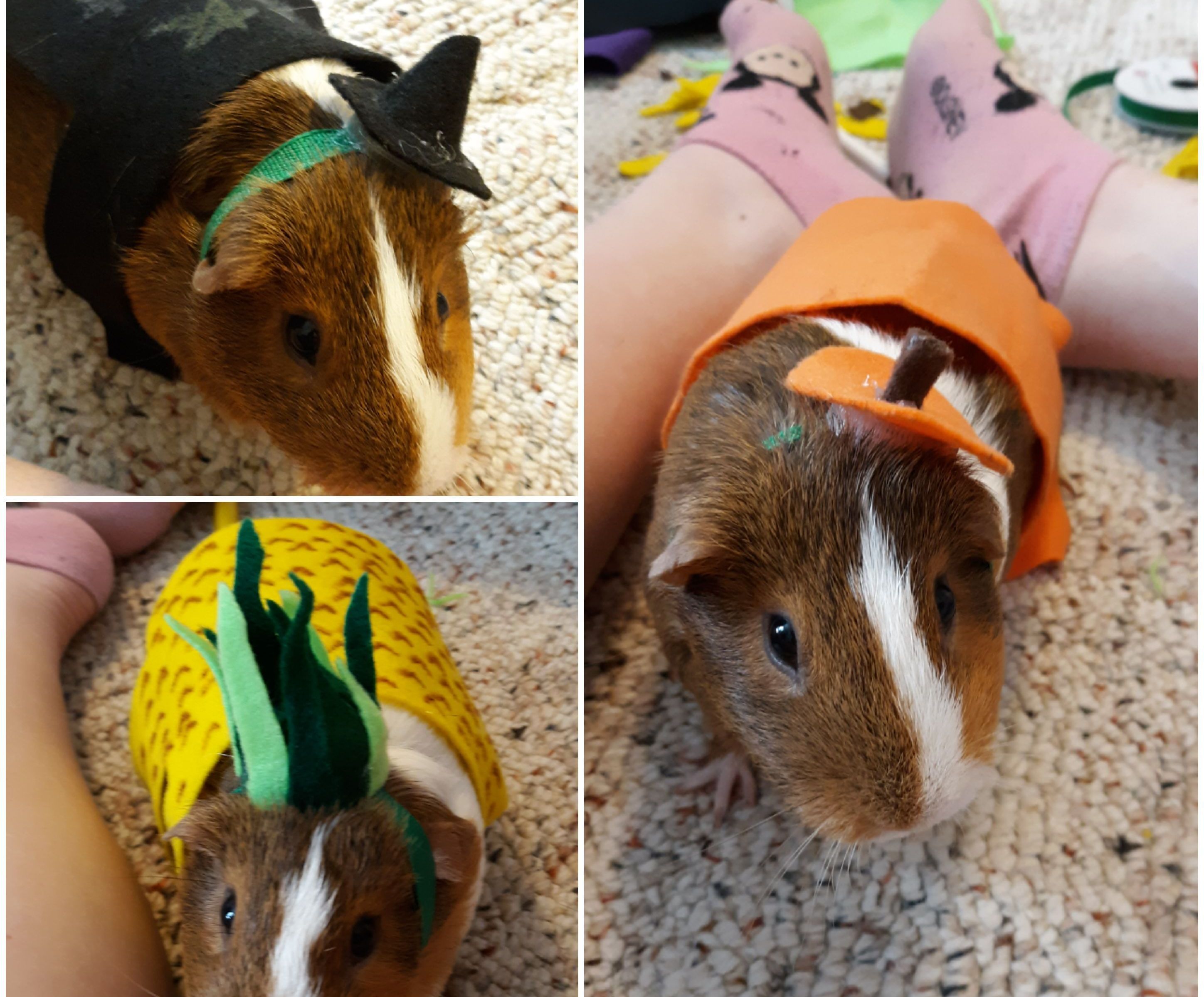 Guinea Pig Halloween Costumes 