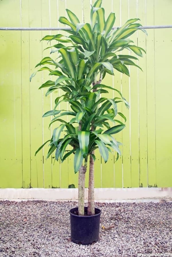 five-feet-tall-corn-plant-its-leaves-are-long-and-chartruse-green-the-backdrop-is-a-rustic-light-green-color-which-accents-the-plant--e1500573667754.jpg