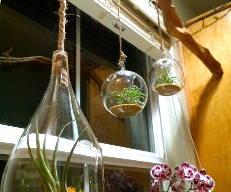 Live Branch - Hanging Terrarium