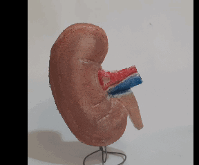 How to Make Simple KIDNEY Moulage