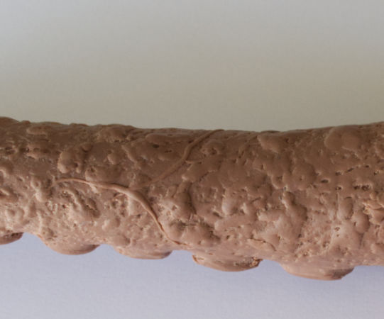 The Tentacle