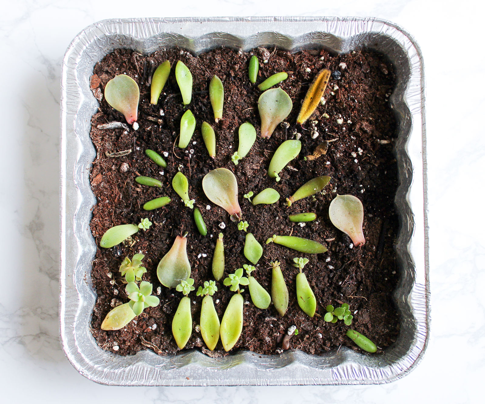 How to Propagate & Grow Succulents From Leaves 