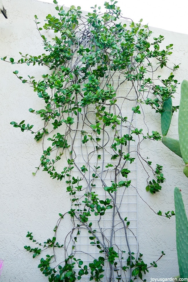 A-Star-Jasmine-vine-growing-in-a-free-form-shape-against-a-white-wall-Pruning-and-shaping-my-Star-jasmine-vine-in-fall.jpg