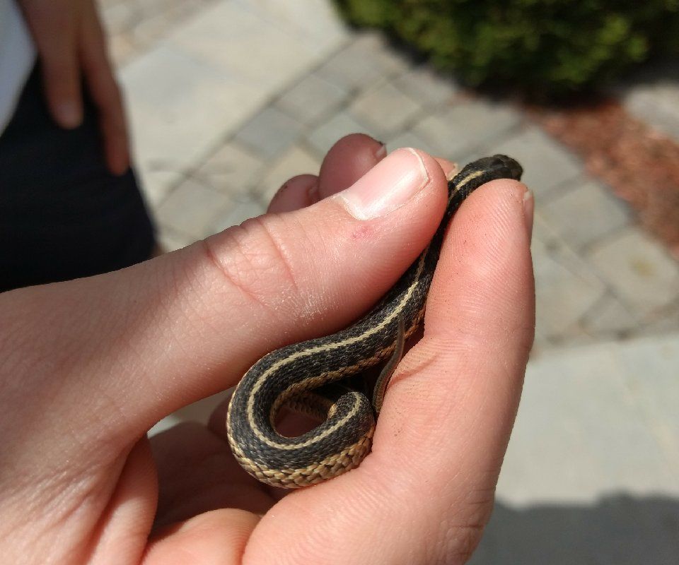  Catching a Snake Without Getting Bitten or Harming the Snake