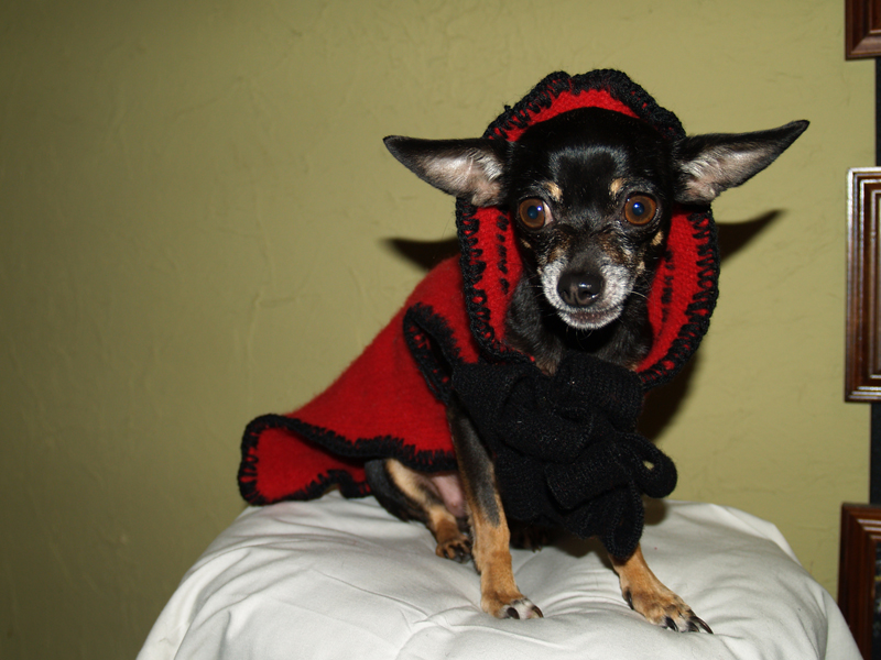 Red Pup-Couture