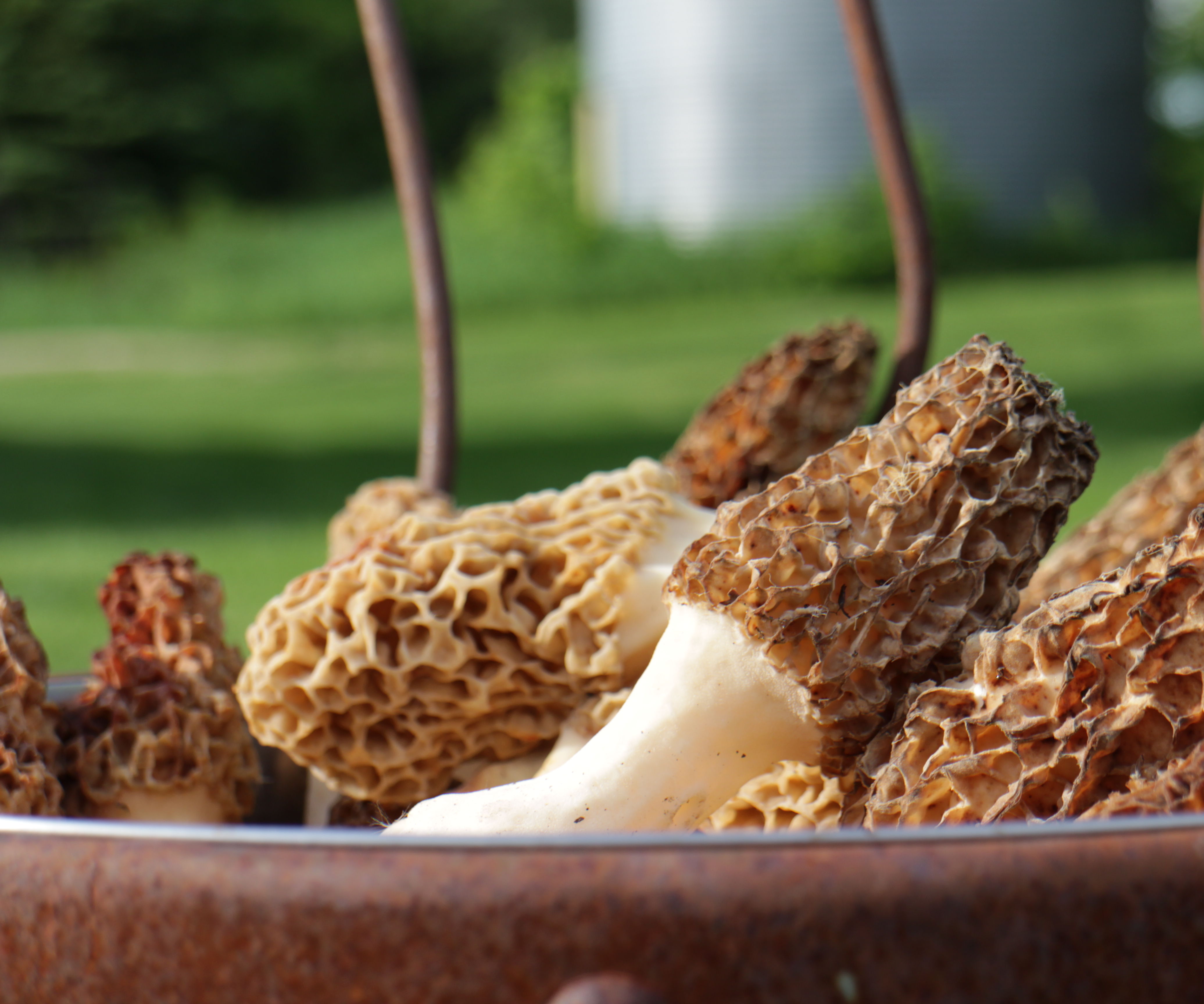 How to Hunt Morels