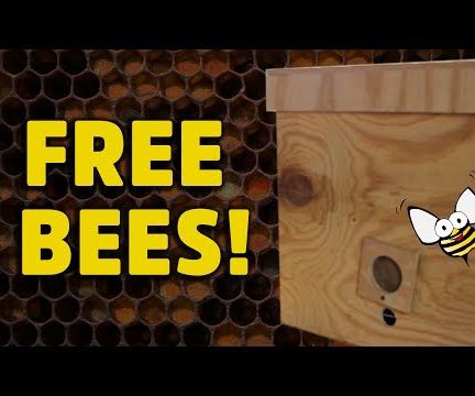 Build a Honey Bee Bait Hive