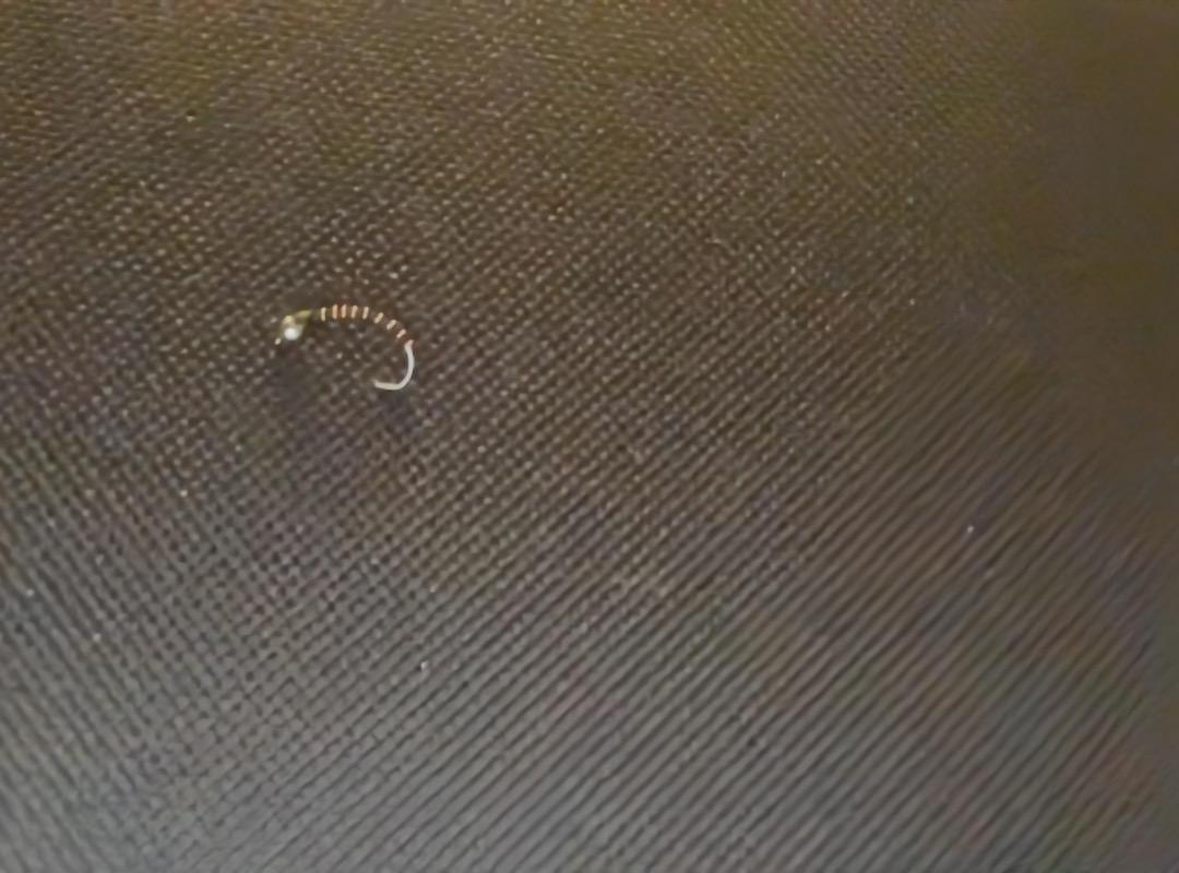 Zebra Midge