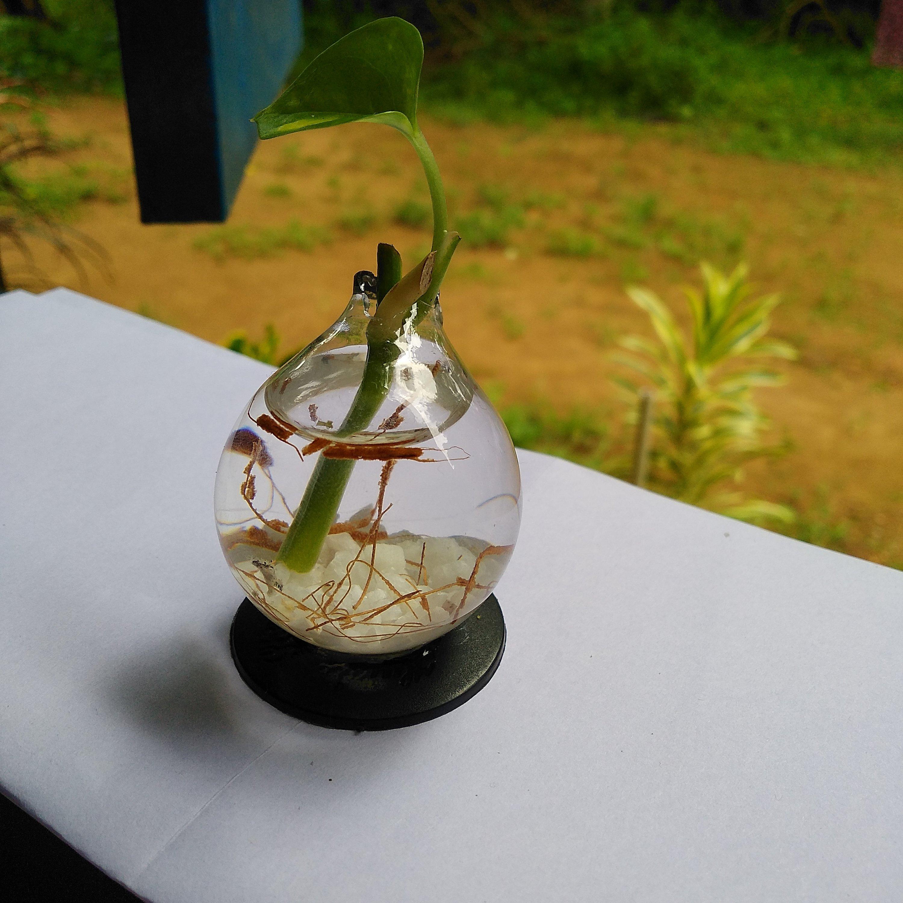 Money Plant in a Tiny Bulb