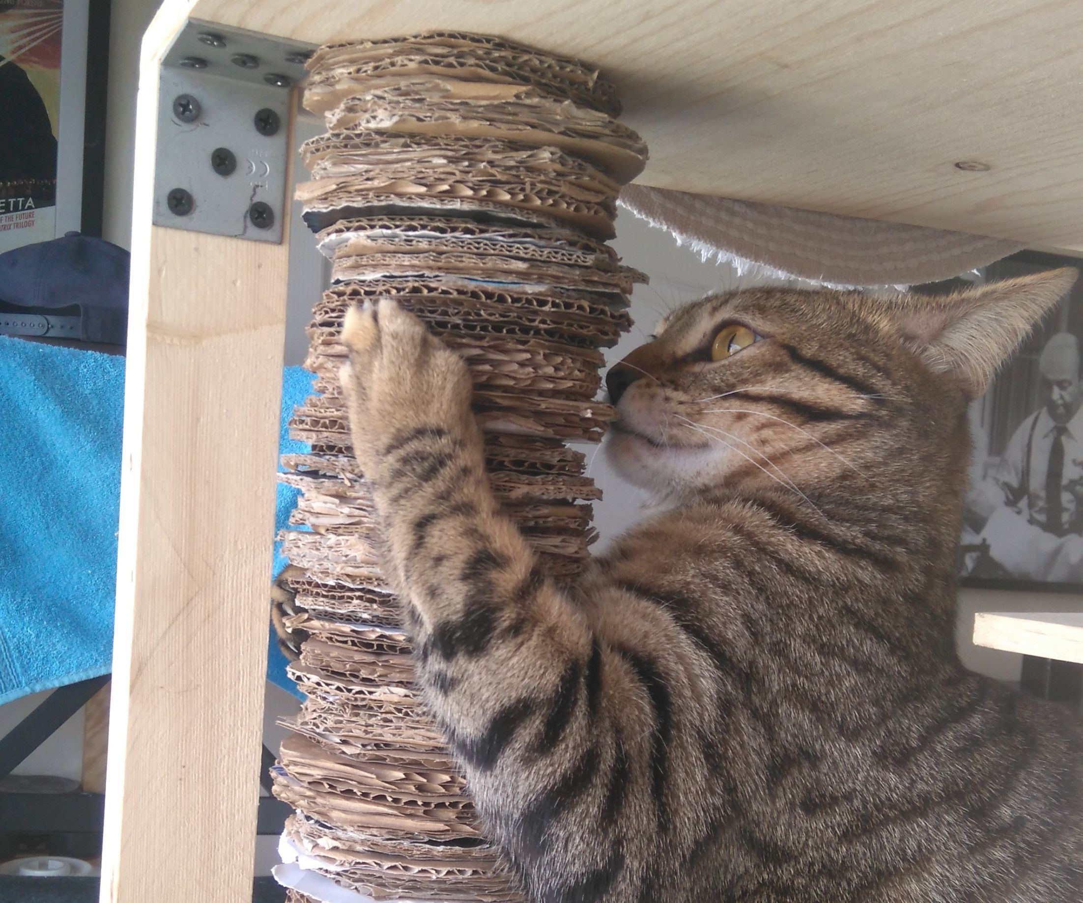 Cardboard Scratching Post