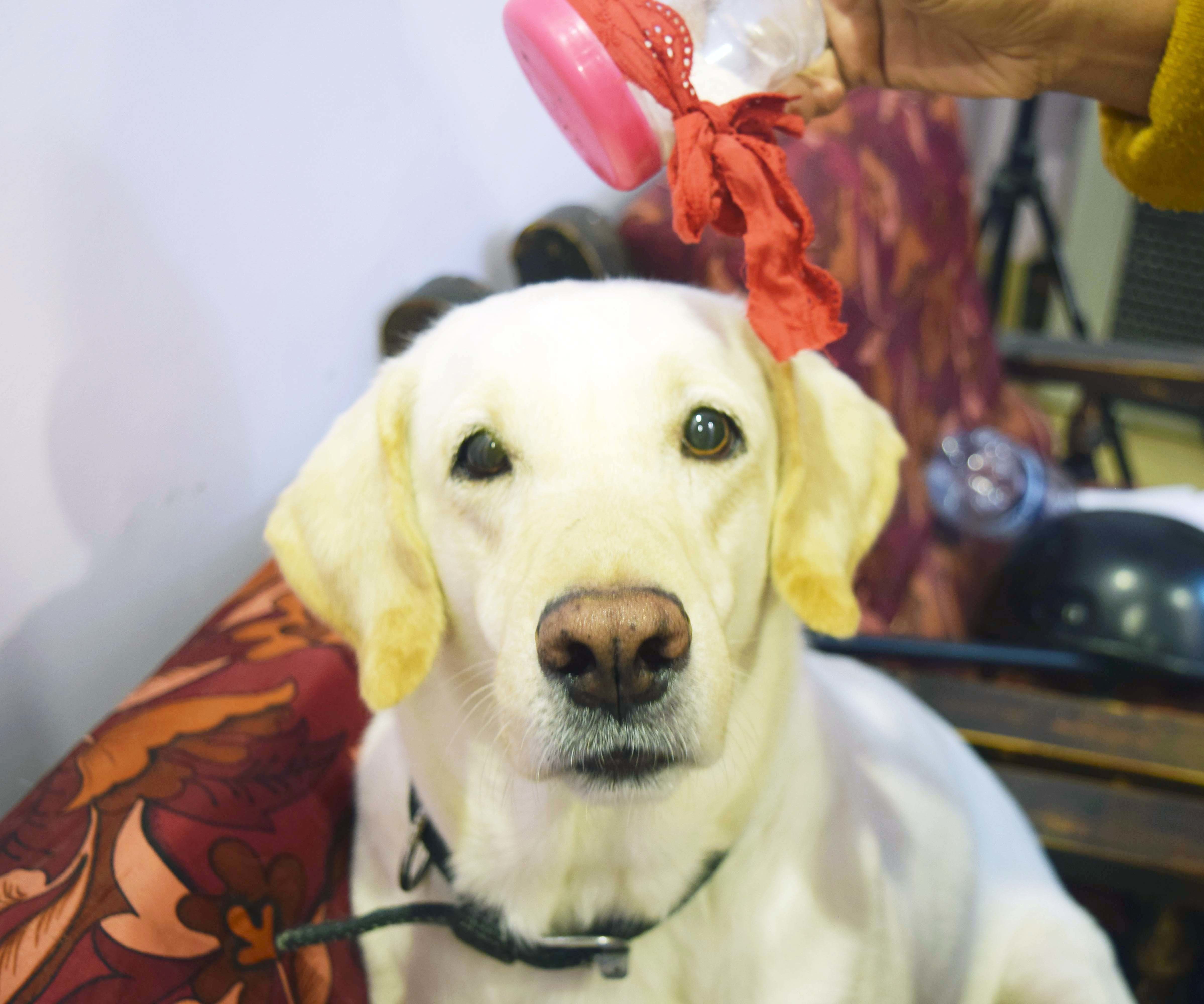 DIY Dog Dry Shampoo