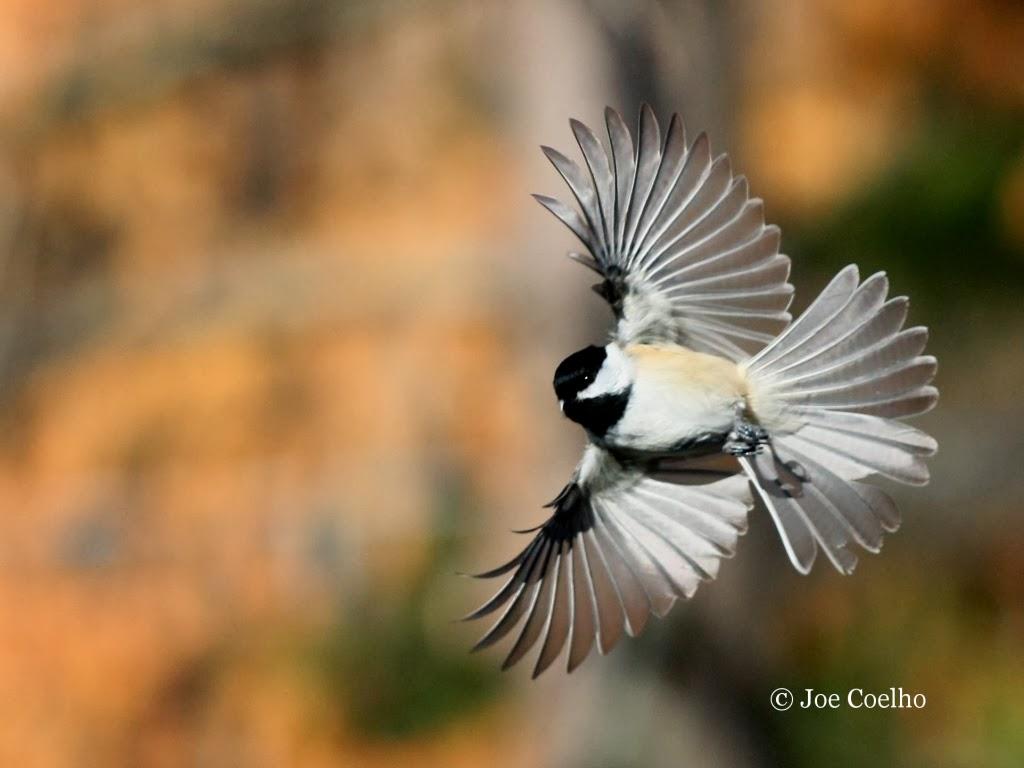 How to Photograph Birds in Flight the Easy Way