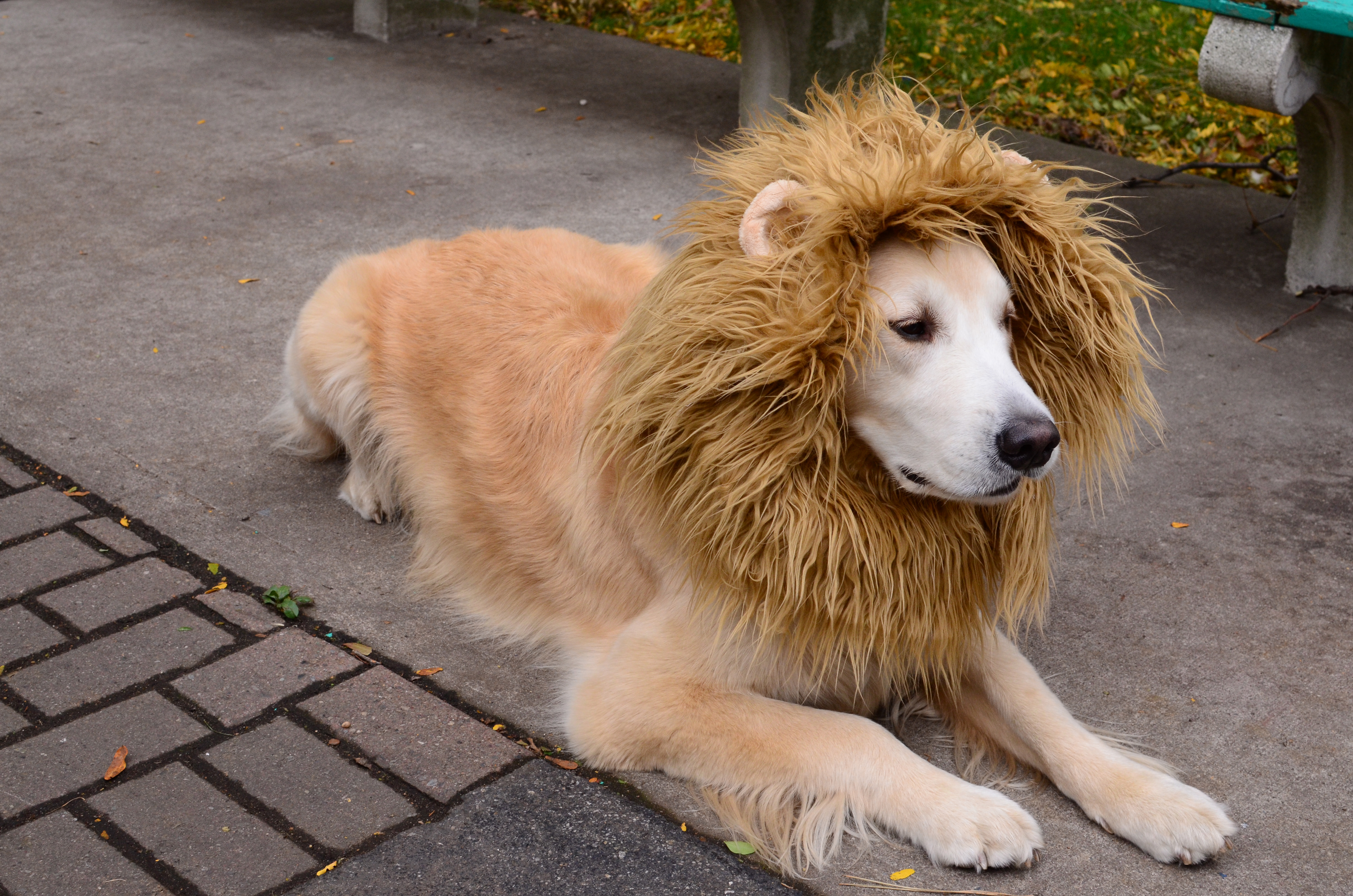 Lion Dog Costume