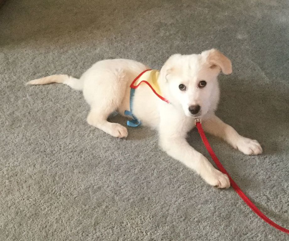 Dog Loose Leash Walking