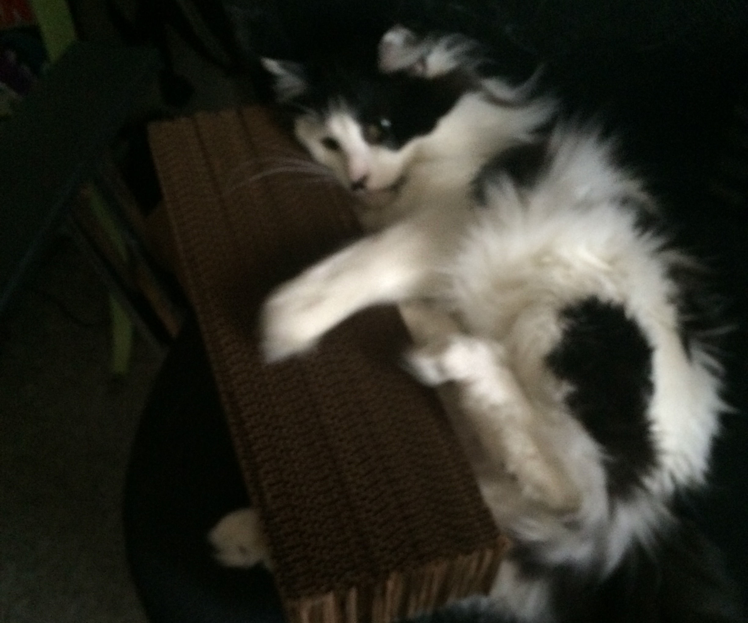 Cat Scratching Post