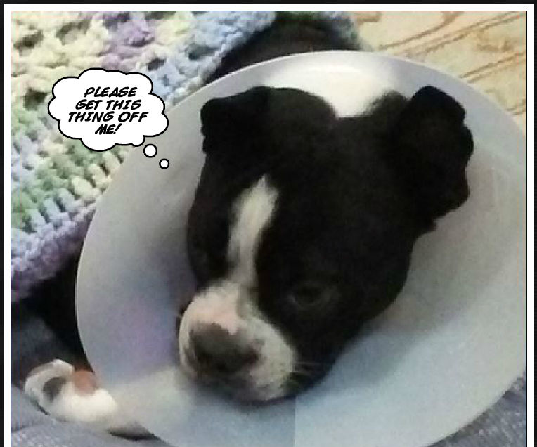 Dog Cone Collar Alternative