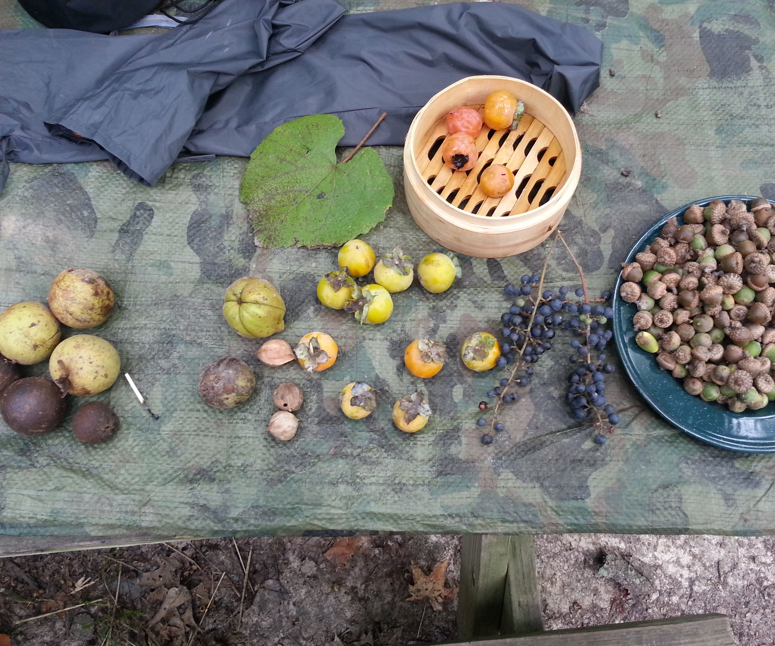 Processing Common Tree Foods: Acorns, Black Walnuts, Hickory Nuts, Persimmons