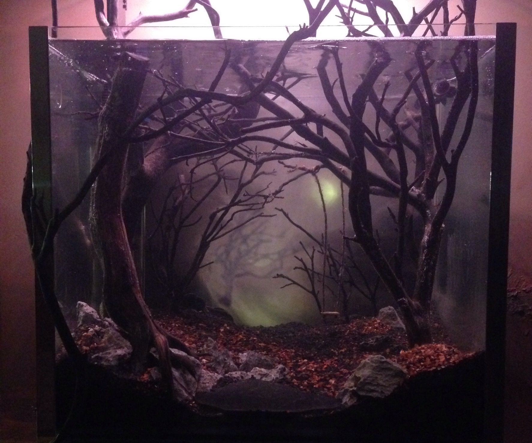 Dark and Eerie Fish Tank
