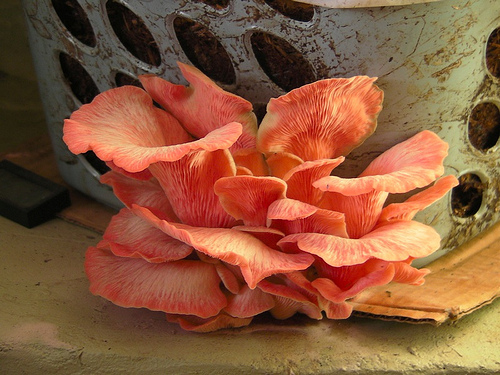 Oyster Mushrooms in a Laundry Basket