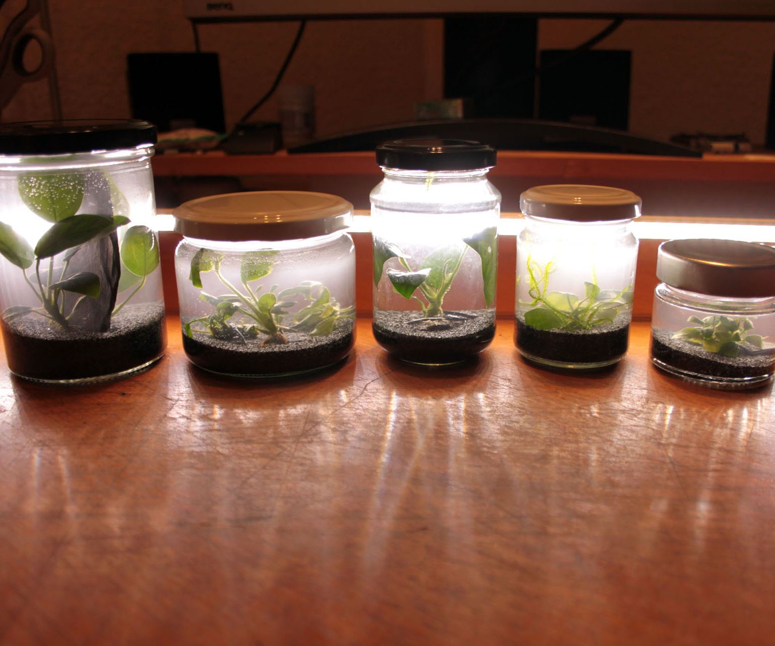 Pico Aquarium in a Mason Jar (almost Maintenance-free)