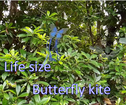 Life Size Butterfly Kite